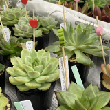 多肉植物の販売会
