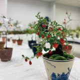 雪割草